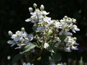 Brombeere &#8218;Wilsons Frühe&#8216;, 40-60 cm, Rubus fruticosus &#8218;Wilsons Frühe&#8216;, Containerware