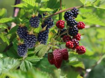 2 Brombeeren + 1 Tayberry (Trio), 40-60 cm, Rubus (3 Sorten in einem Topf), Containerware