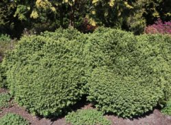 Buchsbaum &#8218;Blauer Heinz&#8216;, 15-20 cm, Buxus sempervirens &#8218;Blauer Heinz&#8216;, Containerware