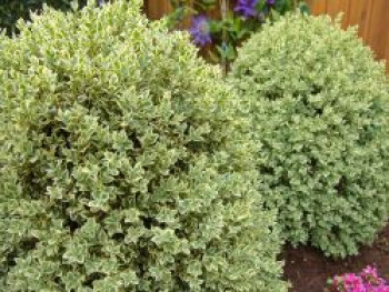 Buchsbaum &#8218;Elegantissima&#8216;, 20-25 cm, Buxus sempervirens &#8218;Elegantissima&#8216;, Containerware