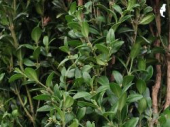 Buchsbaum 'Graham Blandy', 30-40 cm, Buxus sempervirens 'Graham Blandy', Containerware