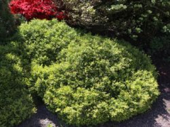 Buchsbaum 'Herrenhausen', 10-15 cm, Buxus sempervirens 'Herrenhausen', Topfware