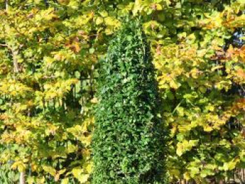 Buchsbaum Kegel / Pyramide, 60-70 cm, Buxus sempervirens Kegel / Pyramide, Containerware