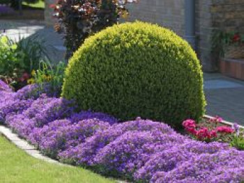 Buchsbaum (Kugel), 20-25 cm, Buxus sempervirens (Kugel), Containerware