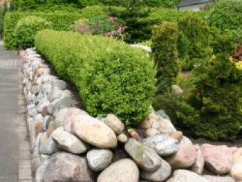 Buchsbaum, 10-20 cm, Buxus sempervirens, Topfware