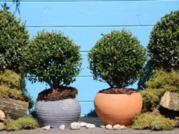 Buchsilex / Niedriger Bergilex 'Stokes' (Kugel), 20-25 cm, Ilex crenata 'Stokes' (Kugel), Containerware