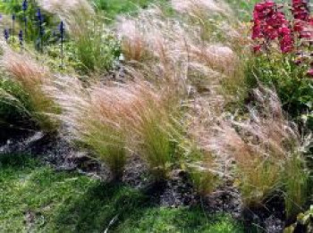 Büschel Haargras, Stipa capillata, Topfware