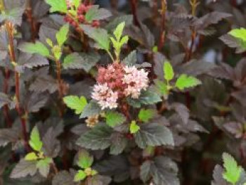 Buntblättrige Fasanenspiere Magical 'Sweet Cherry Tea', 40-60 cm, Physocarpus opulifolius Magical 'Sweet Cherry Tea', Containerware