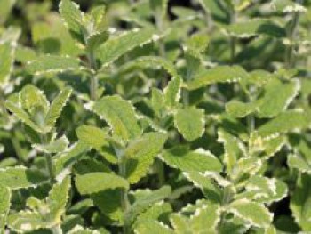 Buntblättrige Minze &#8218;Variegata&#8216;, Mentha suaveolens &#8218;Variegata&#8216;, Topfware