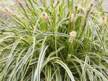 Buntblättrige Segge &#8218;Feather Falls&#8216;, Carex x cultorum &#8218;Feather Falls&#8216;, Topfware