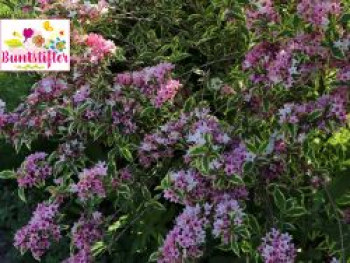 Buntblättrige Weigelie Buntstifter 'Nana Variegata', 3040 cm, Weigela