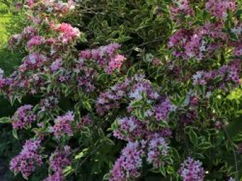 Buntblättrige Weigelie &#8218;Nana Variegata&#8216;, 30-40 cm, Weigela florida &#8218;Nana Variegata&#8216;, Containerware