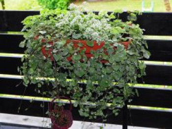 Buntblättriger Gundermann 'Variegata', Glechoma hederacea 'Variegata', Topfware
