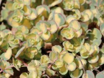 Buntblättriges Oktober-Fettblatt &#8218;Mediovariegatum&#8216;, Sedum sieboldii &#8218;Mediovariegatum&#8216;, Topfware