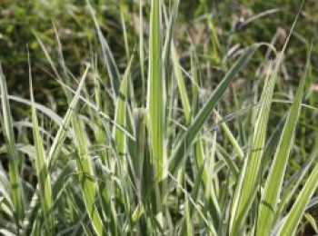 Buntblättriges Pfahlrohr &#8218;Variegata&#8216;, Arundo donax &#8218;Variegata&#8216;, Topfware