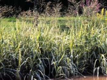 Buntblättriges Süßgras &#8218;Variegata&#8216;, Glyceria maxima &#8218;Variegata&#8216;, Topfware