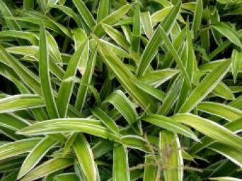 Bunte Breitblatt Segge &#8218;Variegata&#8216;, Carex siderosticha &#8218;Variegata&#8216;, Topfware