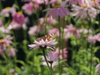 Bunte Margerite &#8218;Robinsons Rosa&#8216;, Tanacetum coccineum &#8218;Robinsons Rosa&#8216;, Topfware