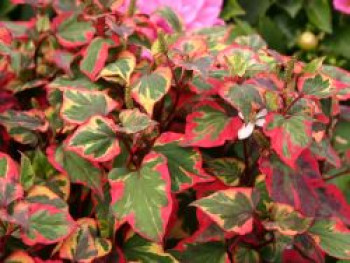 Bunter Eidechsenschwanz 'Chameleon', Houttuynia cordata 'Chameleon', Containerware