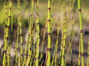 Bunter Schachtelhalm, Equisetum variegatum, Topfware