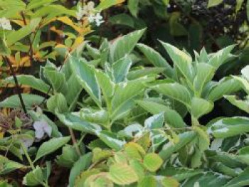 Buntlaubige Hortensie &#8218;Tricolor&#8216;, 30-40 cm, Hydrangea macrophylla &#8218;Tricolor&#8216;, Containerware