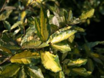 Buntlaubige Ölweide, 20-30 cm, Elaeagnus pungens 'Maculata', Containerware