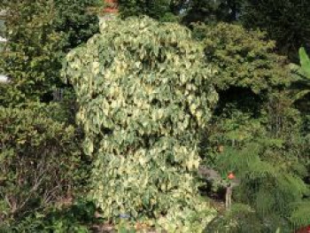 Buntlaubiger Kaukasischer Efeu, 60-100 cm, Hedera colchica &#8218;Dentata Variegata&#8216;, Containerware