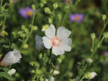 Busch-Malve 'Frederique', Lavatera x olbia 'Frederique', Topfware