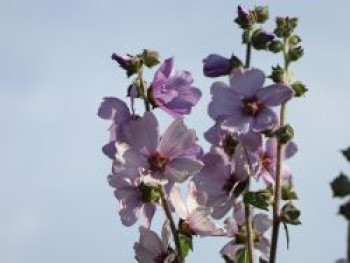 Busch-Malve 'Lilac Lady', Lavatera x olbia 'Lilac Lady', Topfware