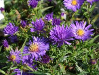 Kissen-Aster, Aster x dumosus, Topfware