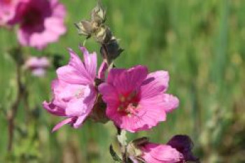 Buschmalve &#8218;Rosea&#8216;, Lavatera x olbia &#8218;Rosea&#8216;, Topfware