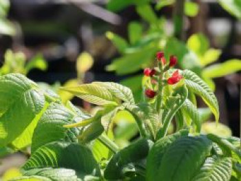 Butternuss 'Beckwith', 100-125 cm, Juglans cinerea 'Beckwith', Containerware