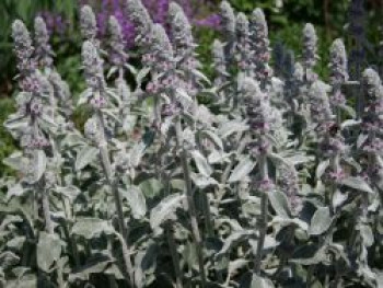 Byzantinischer Wollziest, Stachys byzantina, Topfware