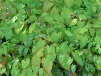 Cambridge-Bastard-Elfenblume, Epimedium x cantabrigiense, Topfware