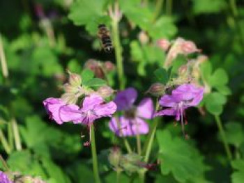 Cambridge-Bastard-Storchschnabel 'Berggarten', Geranium x cantabrigiense 'Berggarten', Topfware