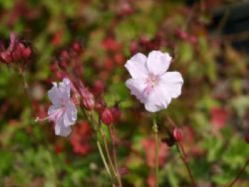 Cambridge-Bastard-Storchschnabel 'Lohfelden', Geranium x cantabrigiense 'Lohfelden', Topfware