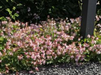 Cambridge Storchschnabel &#8218;Biokovo&#8216;, Geranium x cantabrigiense &#8218;Biokovo&#8216;, Topfware