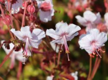 Cambridge Storchschnabel 'Harz', Geranium x cantabrigiense 'Harz', Containerware