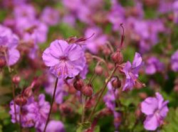 Cambridge-Storchschnabel &#8218;Karmina&#8216;, Geranium x cantabrigiense &#8218;Karmina&#8216;, Containerware