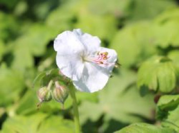 Cambridge Storchschnabel &#8218;Saint Ola&#8216;, Geranium x cantabrigiense &#8218;Saint Ola&#8216;, Topfware