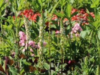 Chaixs Königskerze 'Album', Verbascum chaixii 'Album', Topfware