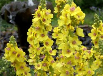 Chaixs Königskerze &#8218;Sixteen Candles&#8216;, Verbascum chaixii &#8218;Sixteen Candles&#8216;, Topfware