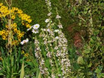 Chaixs Königskerze &#8218;Wedding Candles&#8216;, Verbascum chaixii f. album &#8218;Wedding Candles&#8216;, Topfware