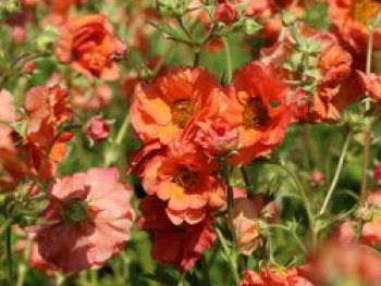 Chilenische Nelkenwurz &#8218;Coral Tempest&#8216;, Geum chiloense &#8218;Coral Tempest&#8216;, Topfware