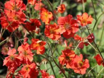 Chilenische Nelkenwurz 'Tempest Scarlet', Geum chiloense 'Tempest Scarlet', Topfware