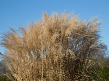 Chinaschilf &#8218;Aperitif&#8216;, Miscanthus sinensis &#8218;Aperitif&#8216;, Topfware