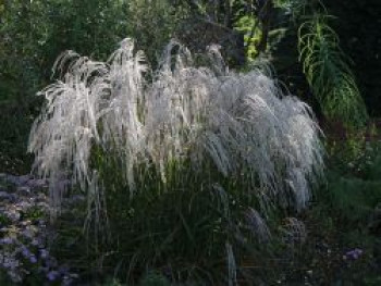 Chinaschilf &#8218;Champagner&#8216;, Miscanthus sinensis &#8218;Champagner&#8216;, Topfware