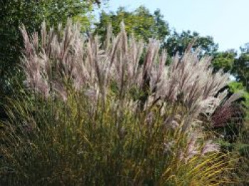 Chinaschilf  &#8218;Digestif&#8216;, Miscanthus sinensis &#8218;Digestif&#8216;, Topfware