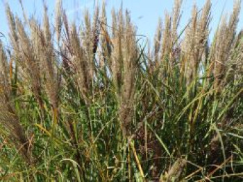 Chinaschilf &#8218;Dread Locks&#8216;, Miscanthus sinensis &#8218;Dread Locks&#8216;, Topfware