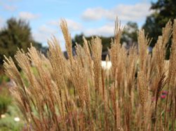 Chinaschilf &#8218;Dronning Ingrid&#8216;, Miscanthus sinensis &#8218;Dronning Ingrid&#8216;, Topfware